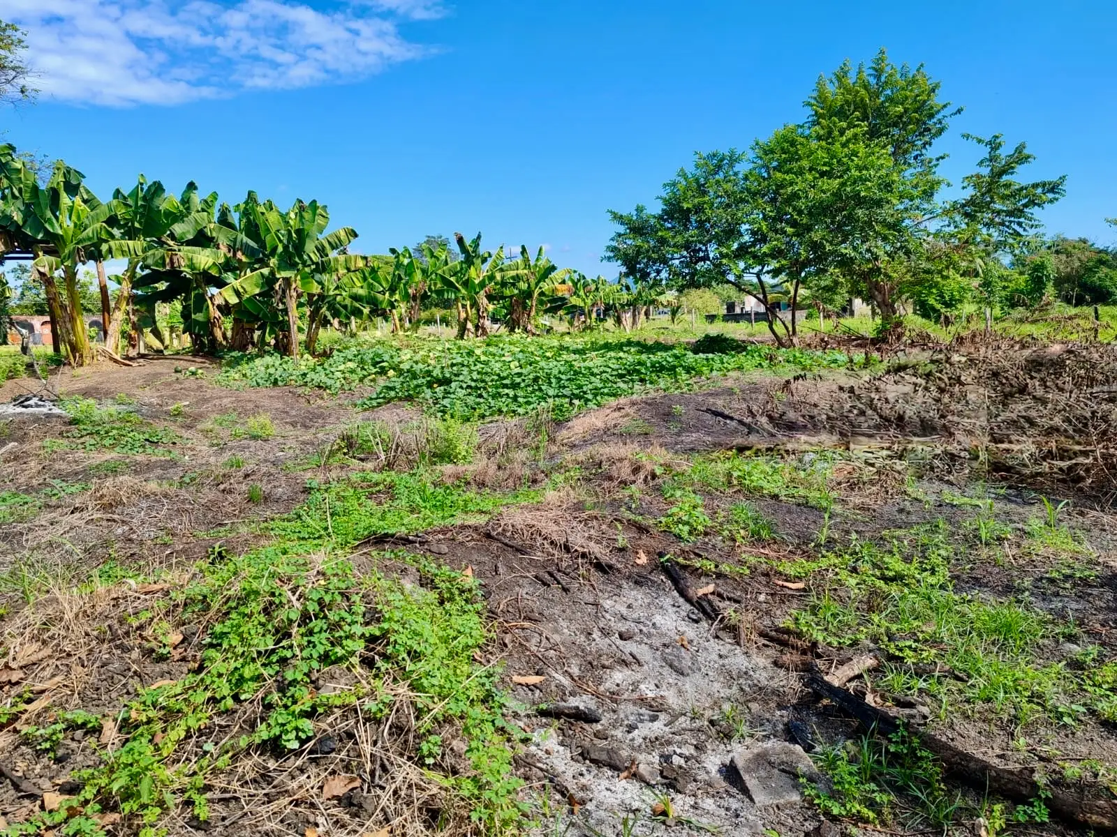 Expansive 4200sqm Land for Development or Farming near Playa Palo Seco, Parrita - image 4