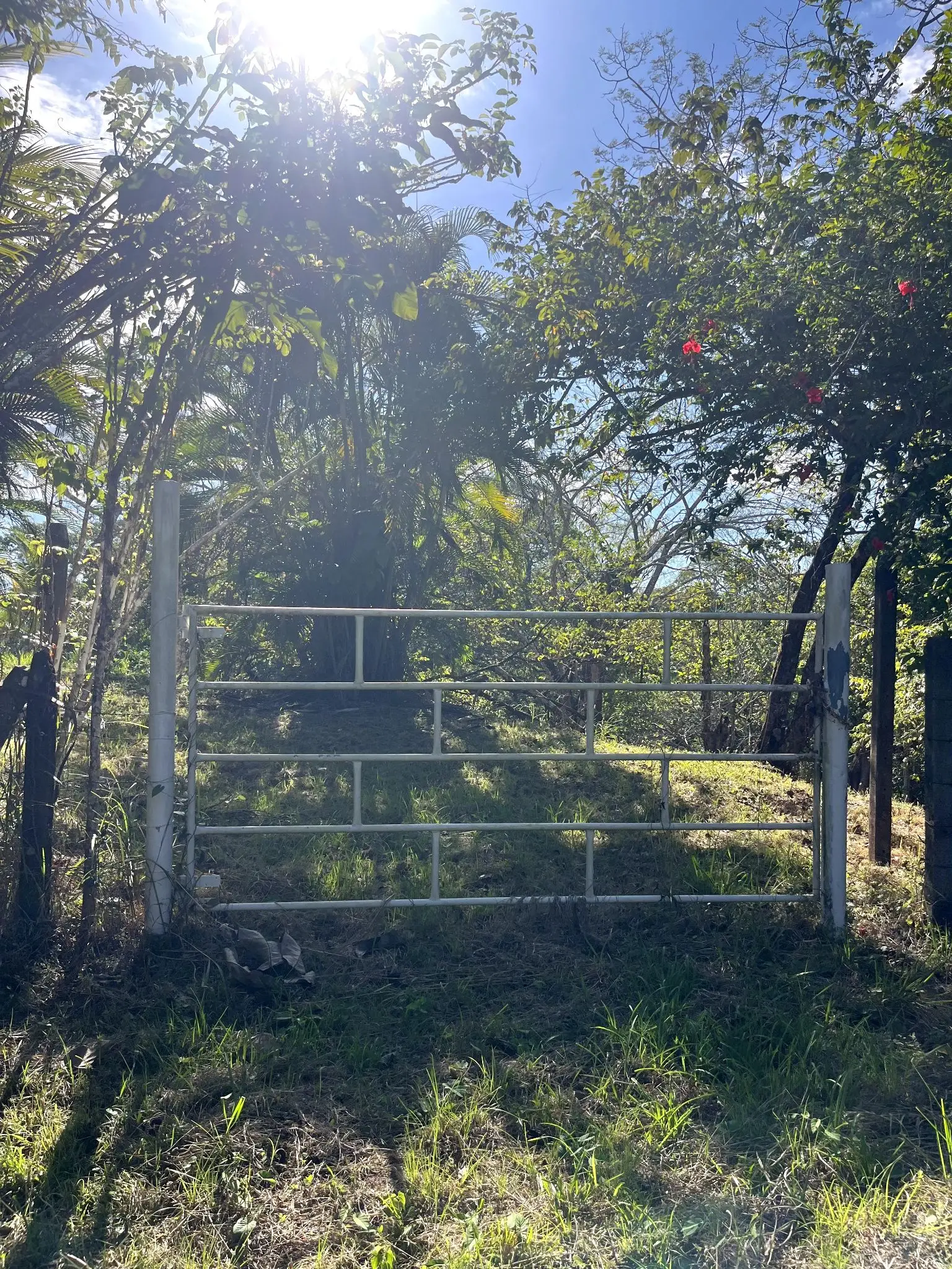 4000m2 Lot with parcial ocean views  in Delicias close to Montezuma and 20 min from Santa Teresa Ready to Build - image 11