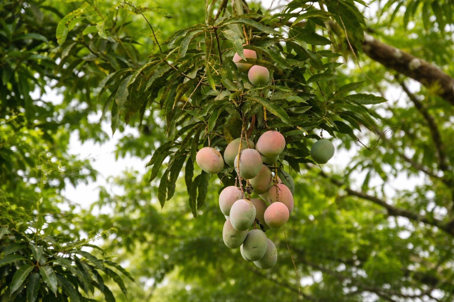 Sale / Very Nice Lot, El Mastate, Orotina, Alajuela - image 5