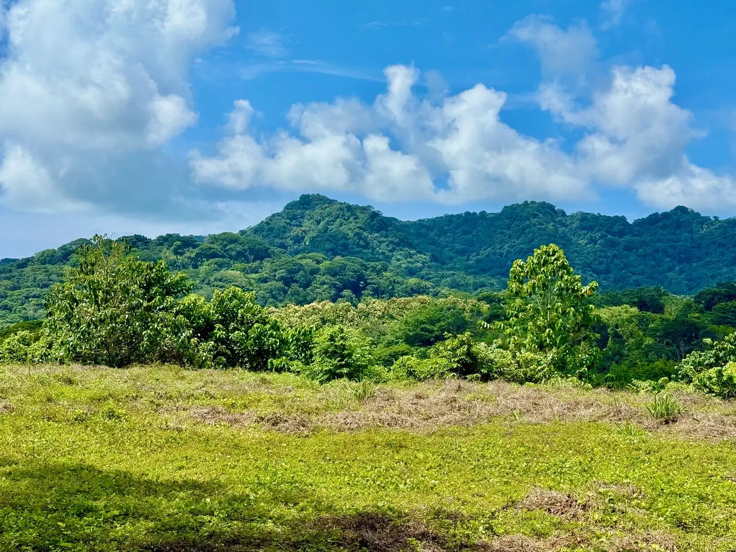 Ocean & Mountain View Property Near Santa Teresa with Impressive Building Platform Surrounded by Jungle - image 5