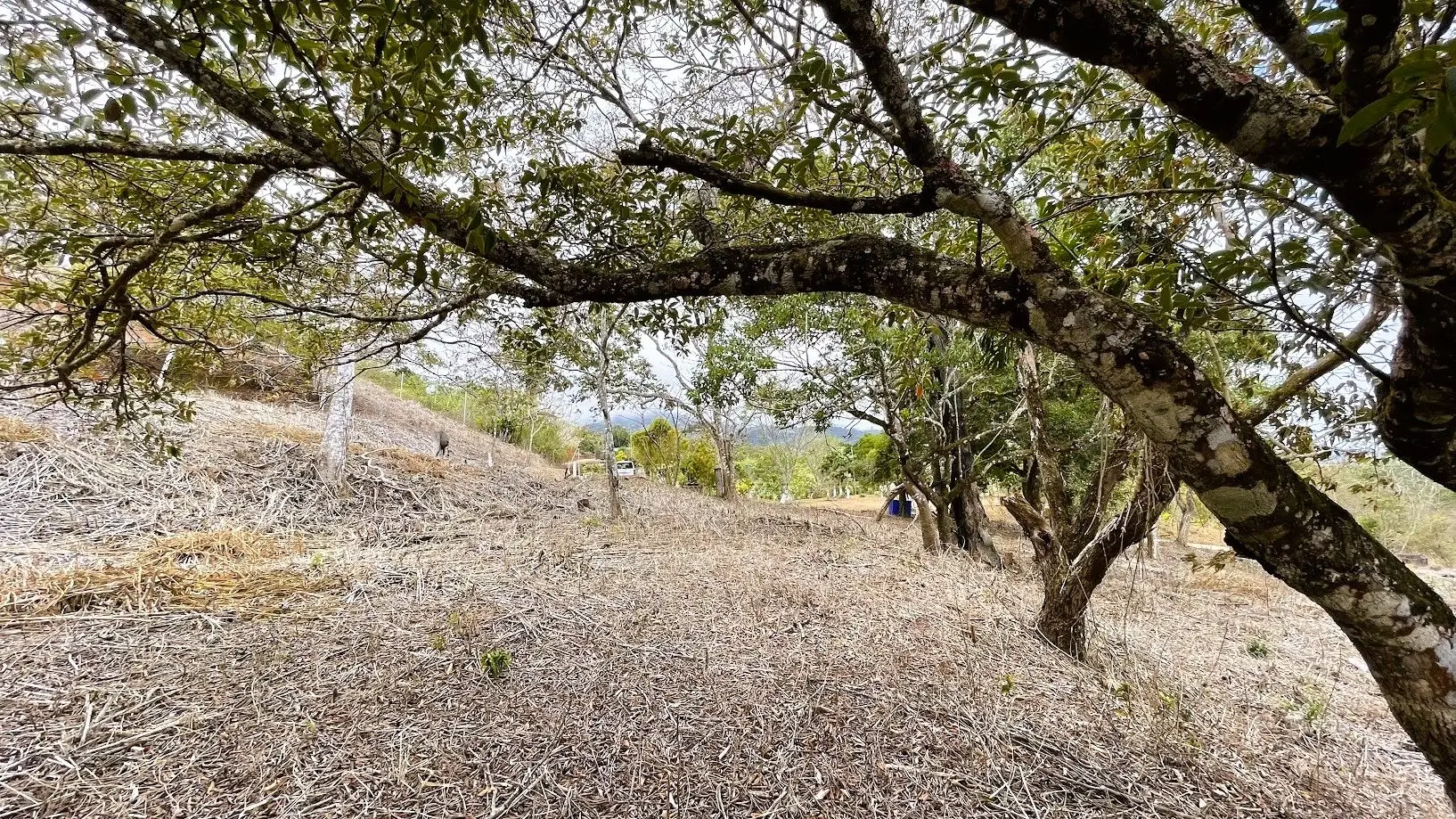 LOT FOR SALE - SAN PEDRO, SAN RAMON  - image 15