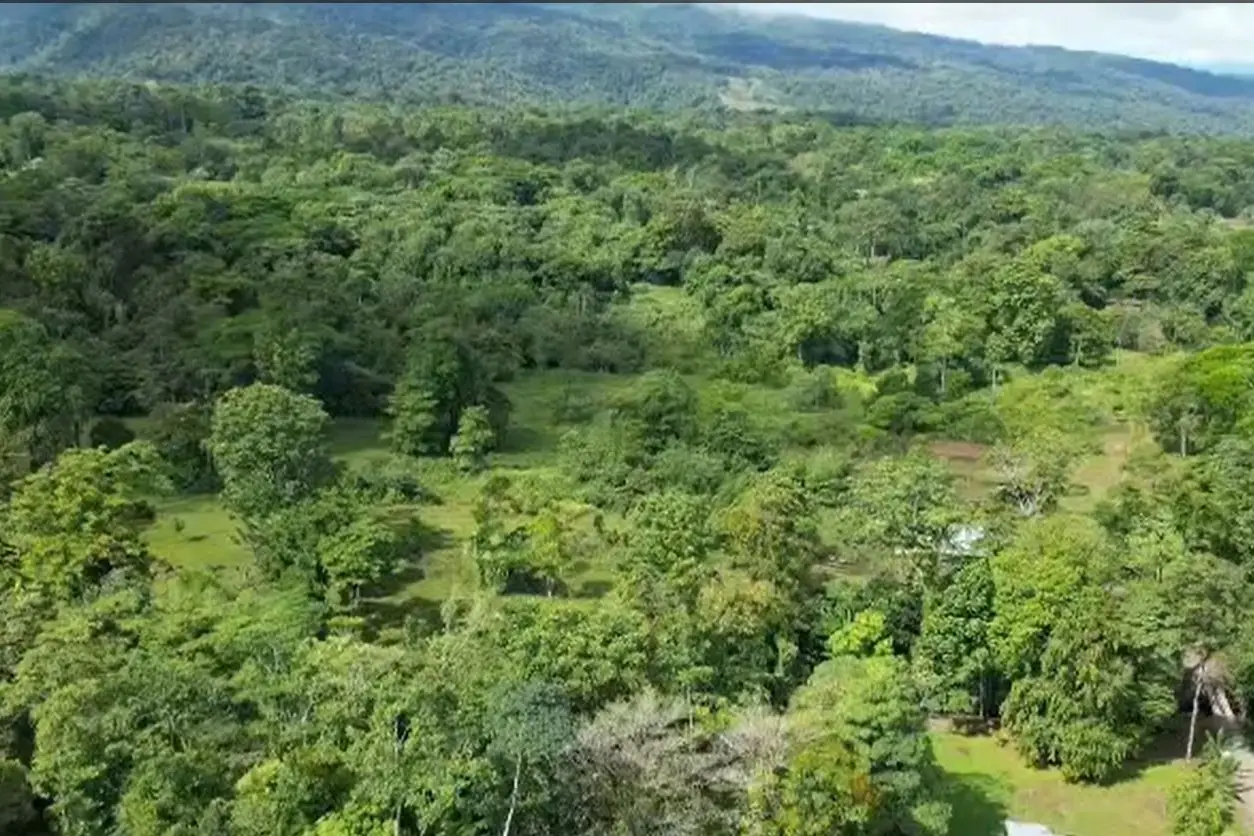 For Sale: Guapiles, Limón: Vast 6.2 Hectare Farm - image 6