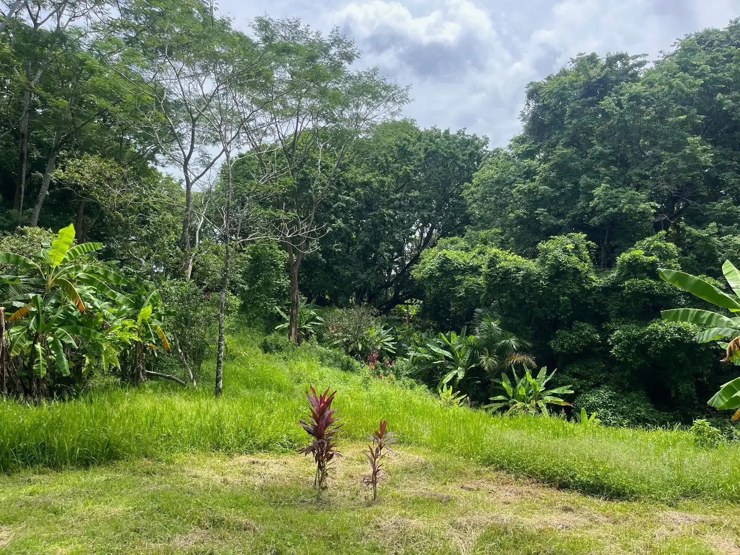 Dream Property in Delicias 7,100m² of Lush Land with Creek & Fruit Trees – Minutes from Santa Teresa - image 4