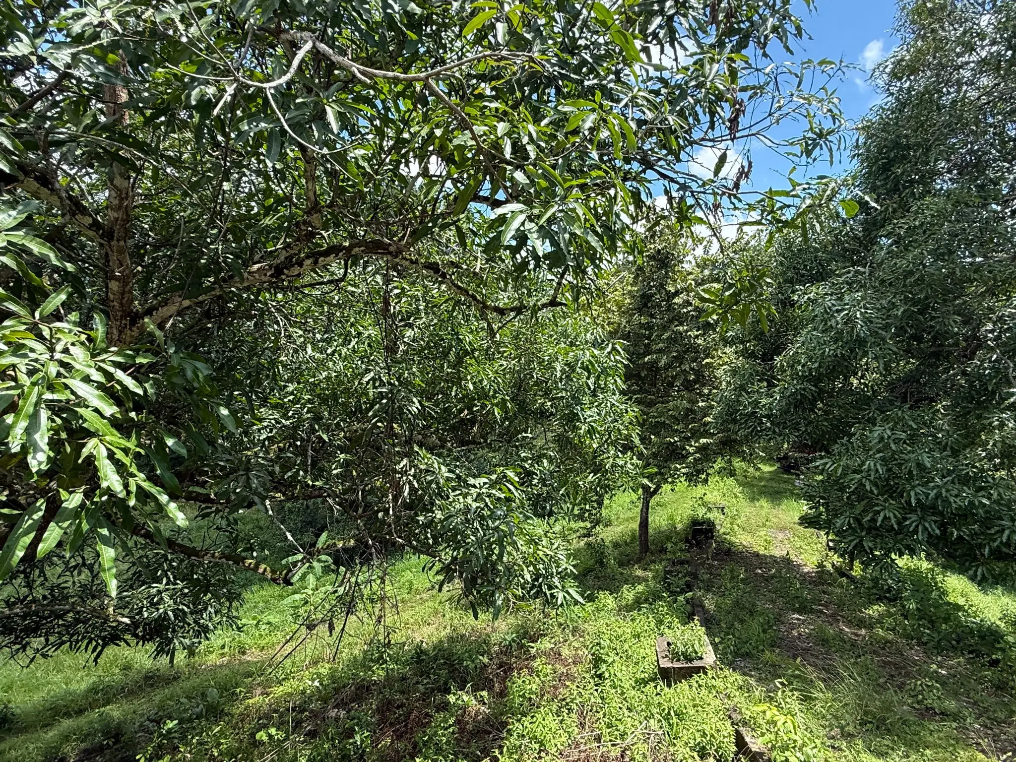 Playa Agujas Premier Ocean-View Development Parcel: 5.1 Hectares in Costa Rica's Garabito Coast - image 6