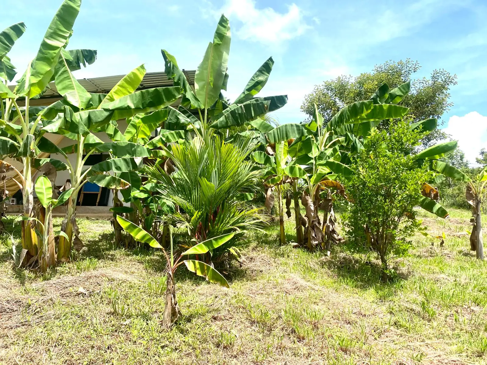 Two New Homes Near Santa Teresa - Income Property in Delicias  - image 12