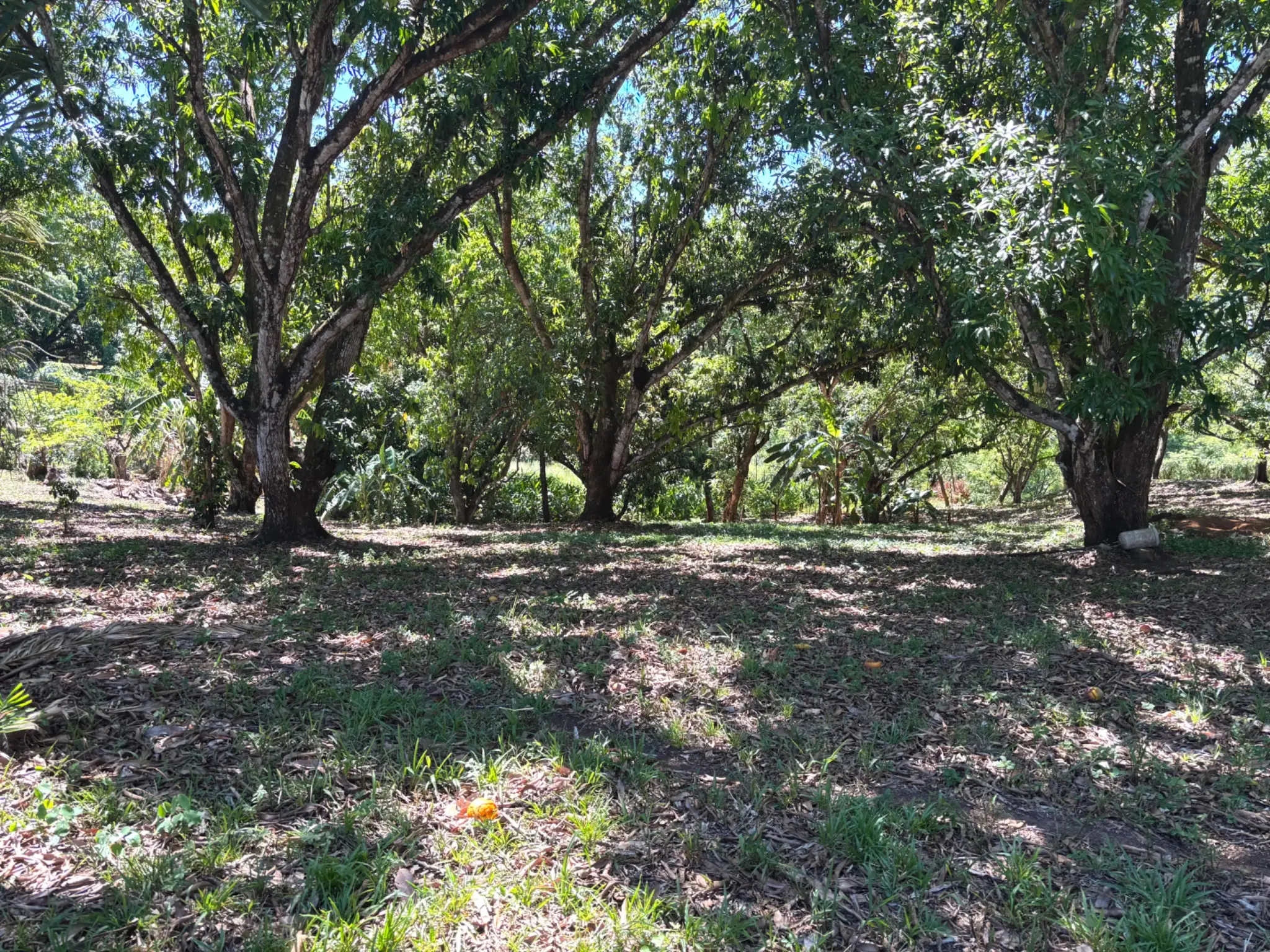 Sale / Very Nice Lot, El Mastate, Orotina, Alajuela - image 8