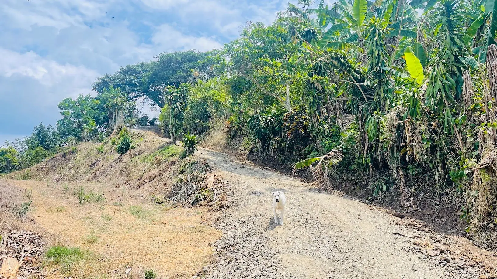 LAND FOR SALE IN ATENAS, ALAJUELA  - image 12