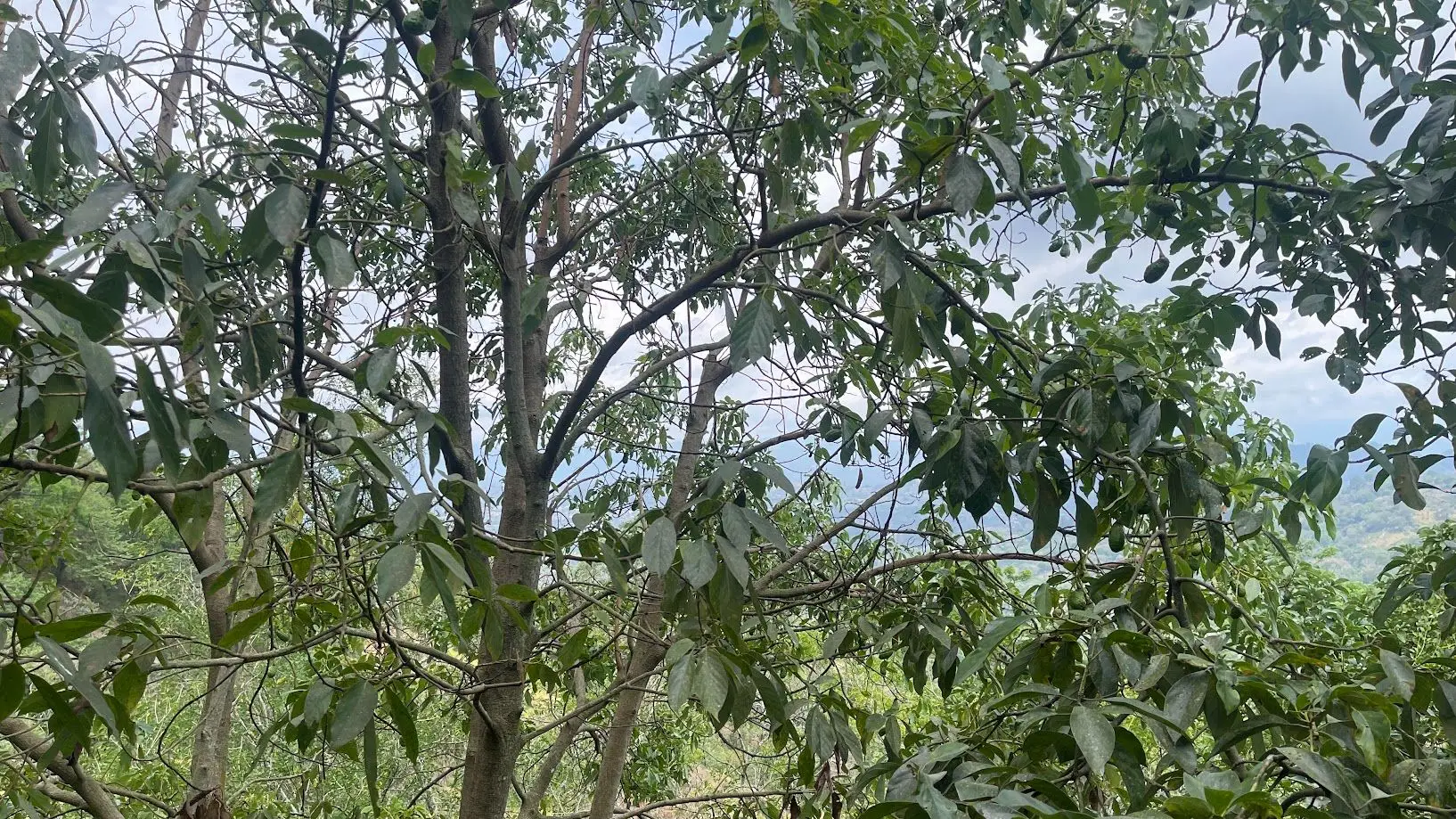 LAND FOR SALE IN ATENAS, ALAJUELA  - image 10