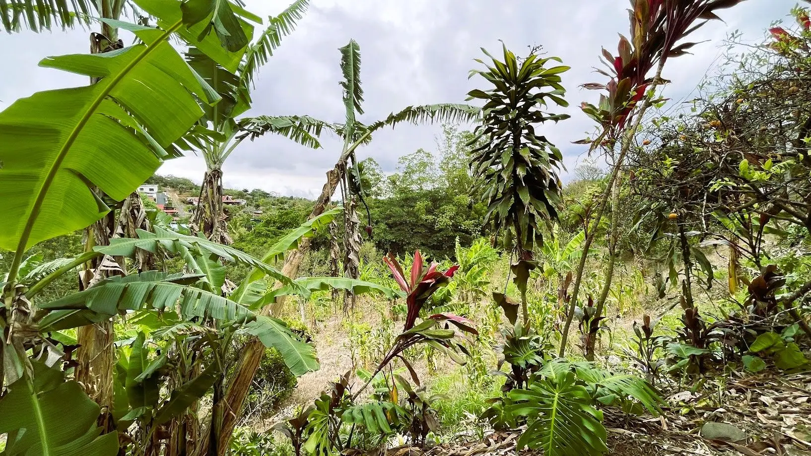 LOT WITH HOUSE FOR SALE IN ZARAGOZA, PALMARES - image 11