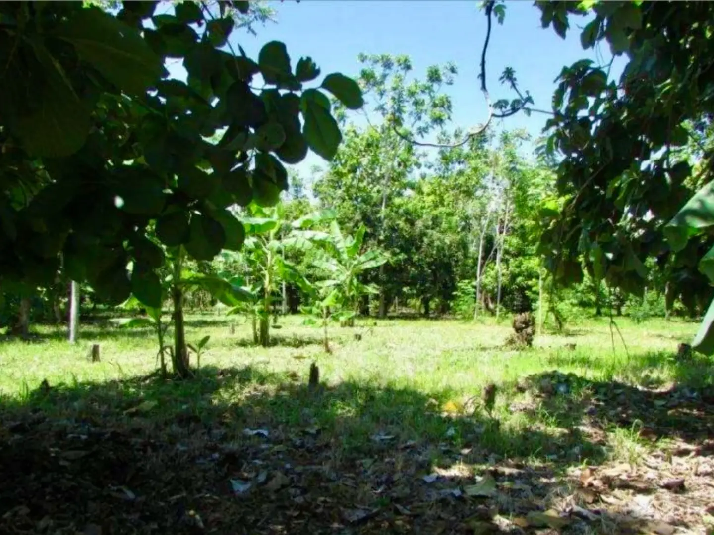 Más de 1 Hectárea en Venta en Parrita – Ideal para Urbanización Residencial - image 2