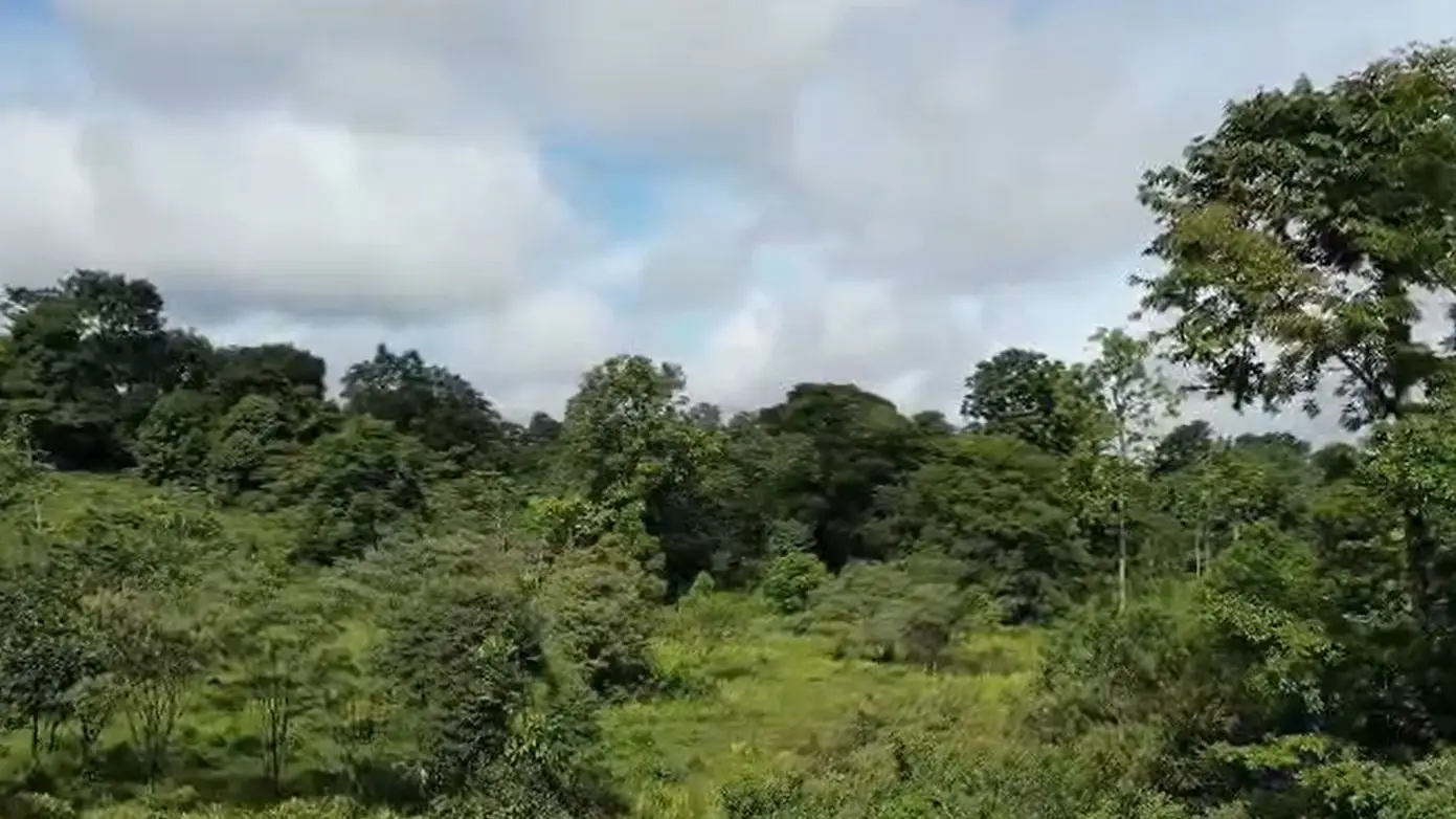 For Sale: Guapiles, Limón: Vast 6.2 Hectare Farm - image 9