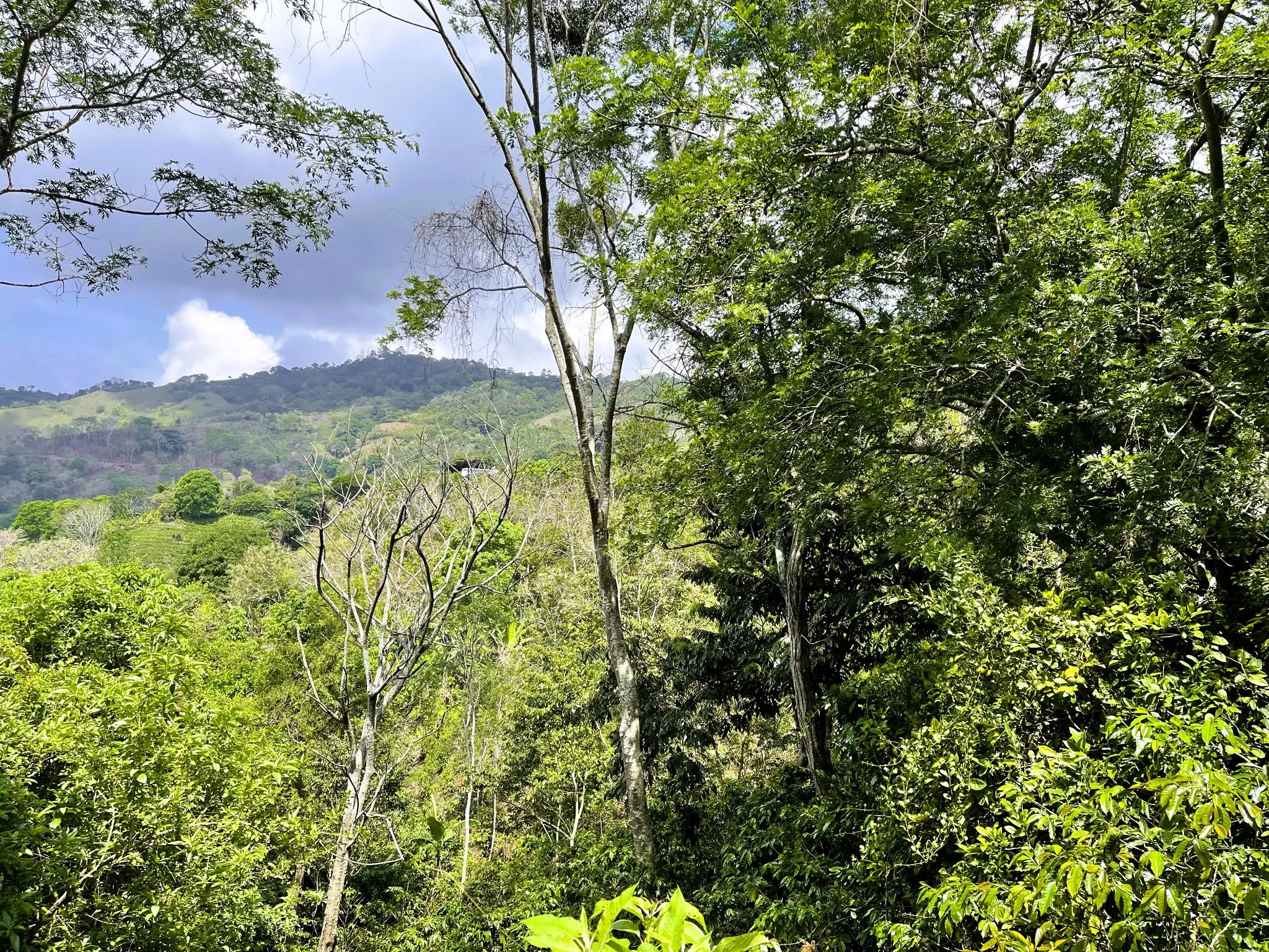 LAND FOR SALE IN ATENAS, ALAJUELA  - image 7