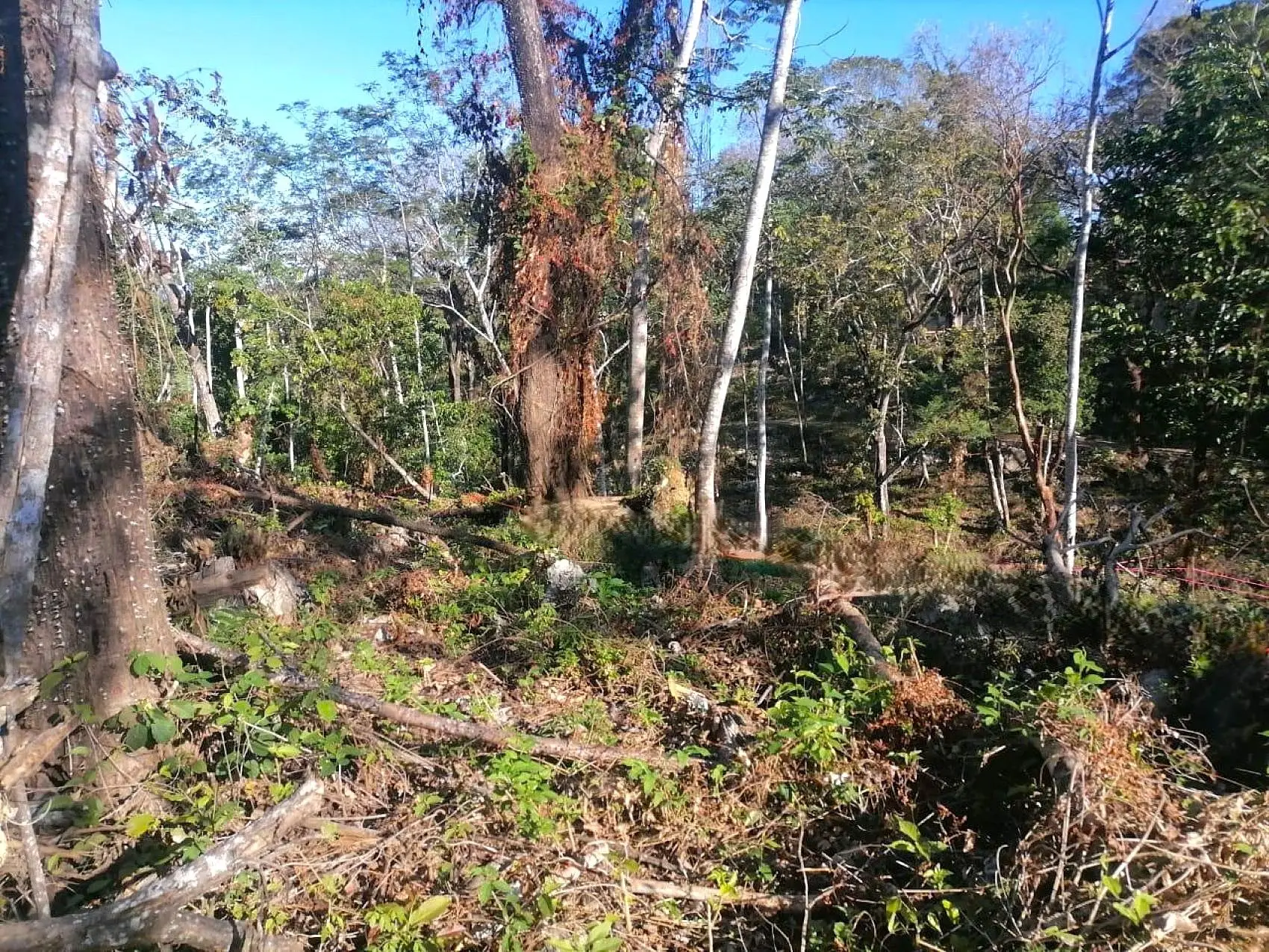 Amazing Tropical Mountain Lot for Sale - Santa Teresa - image 3