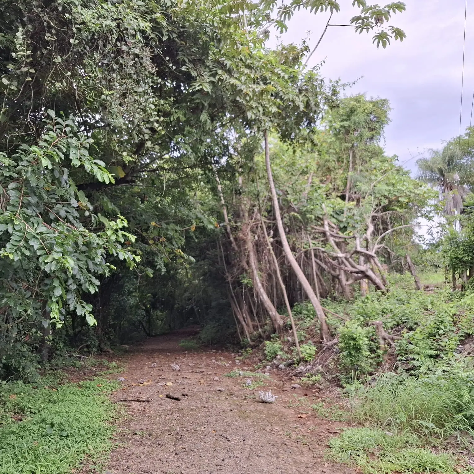 Garabito Land: 4-Acre Lot in Eco Desarrollo Community - image 5