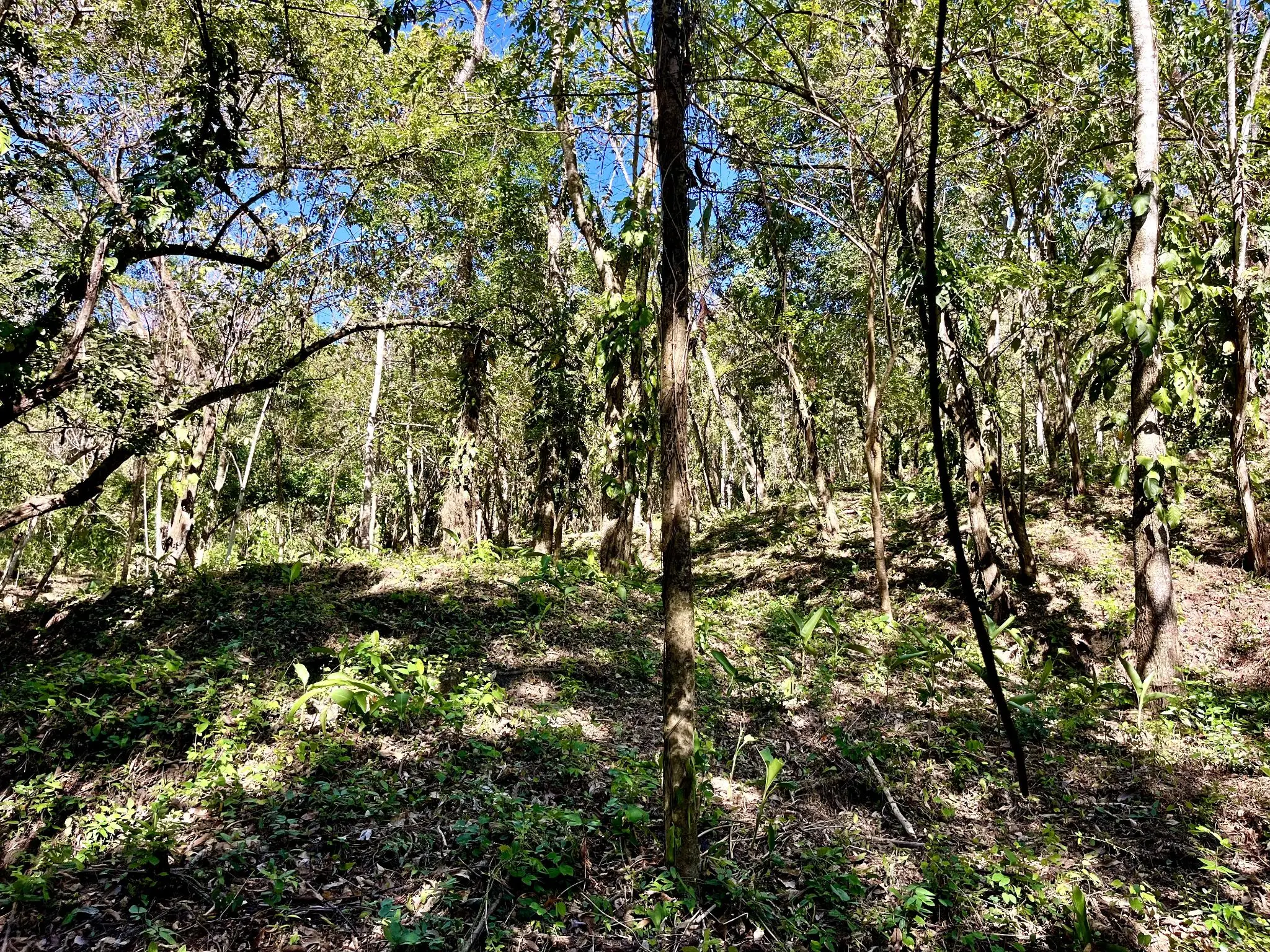 Invest in Nature: Private 5,000 m² Jungle Lots In Mal Pais Minutes from the Beach - image 6