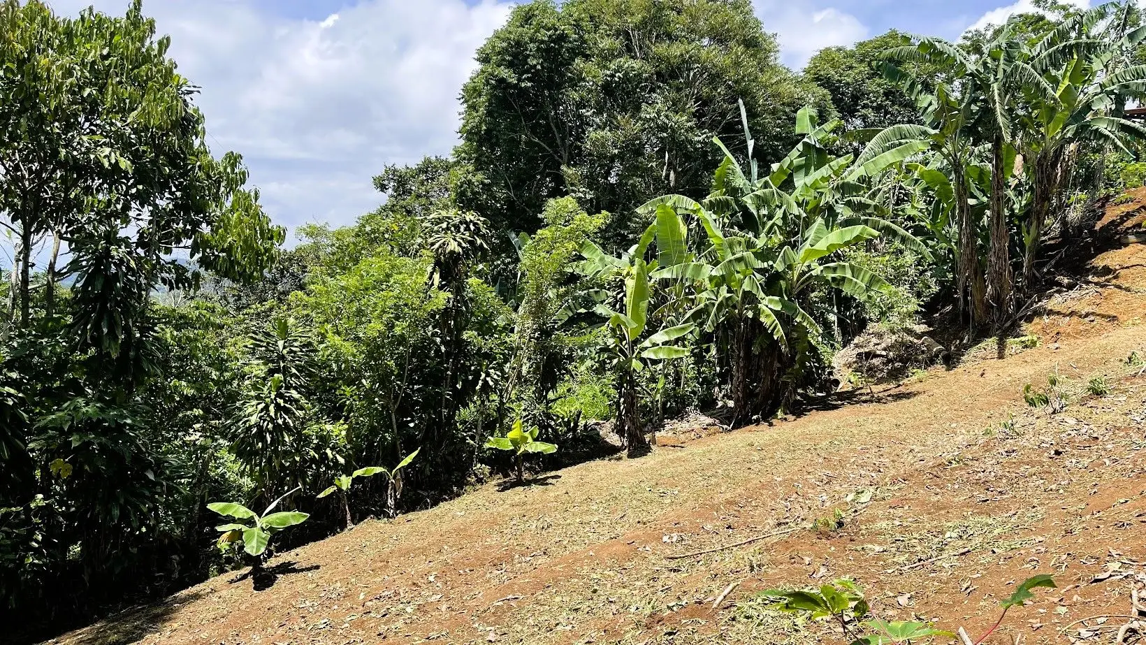 LOT FOR SALE IN ZARAGOZA, PALMARES  - image 11