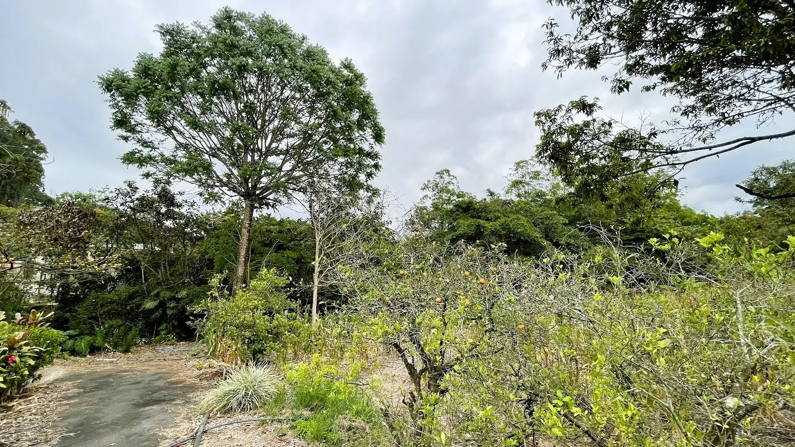 LOT WITH HOUSE FOR SALE IN ZARAGOZA, PALMARES - image 13