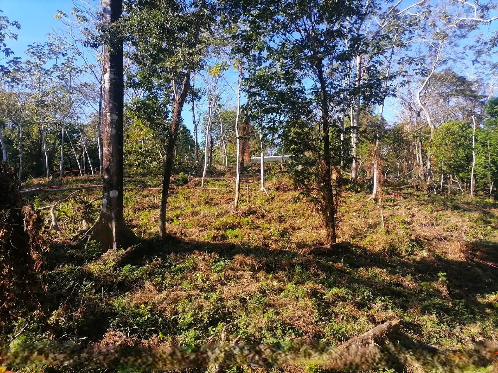 Amazing Tropical Mountain Lot for Sale - Santa Teresa - image 6