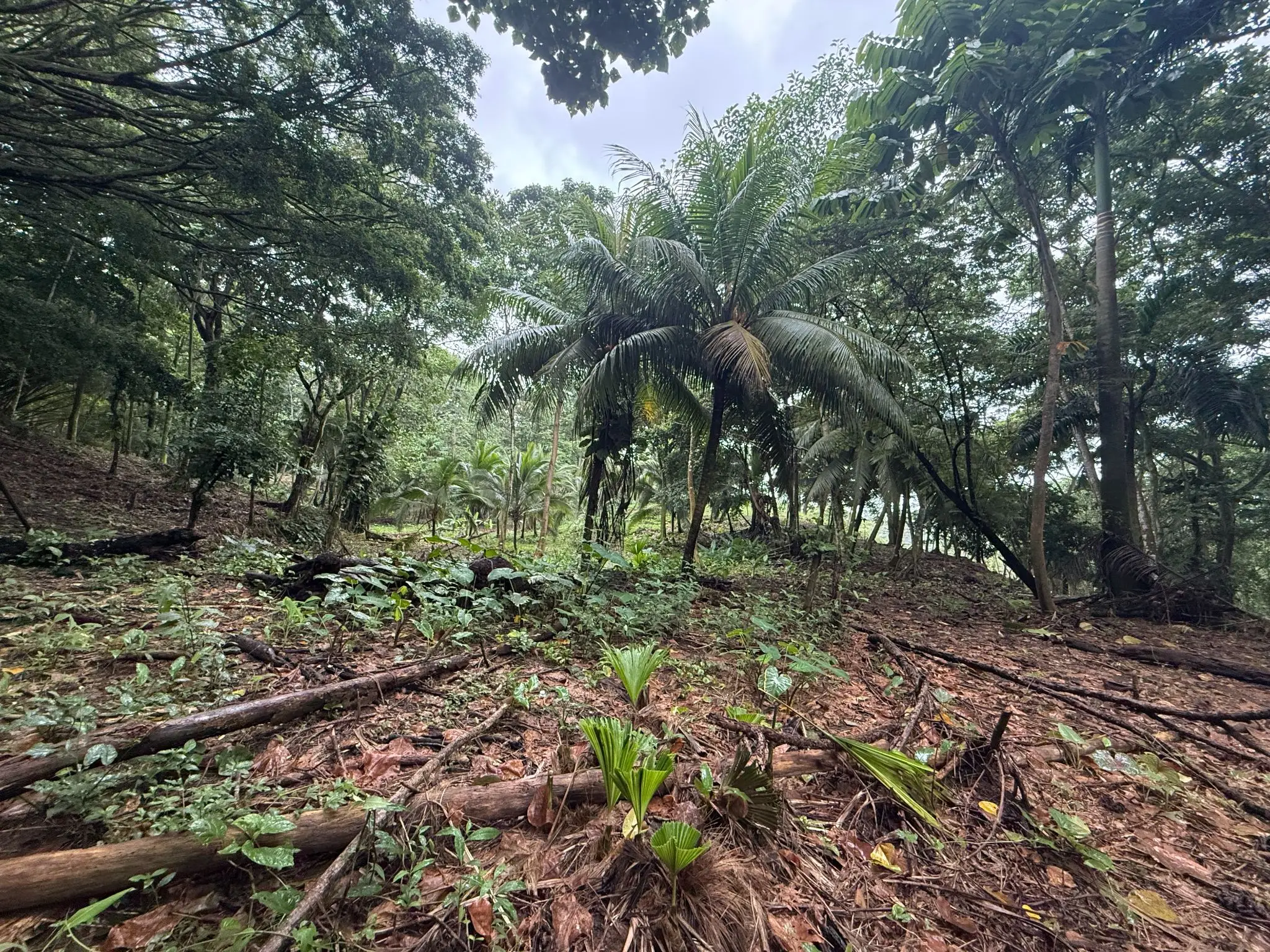 BEACHFRONT INVESTMENT OPPORTUNITY IN MATAMA , LIMON , COSTA RICA. - image 10