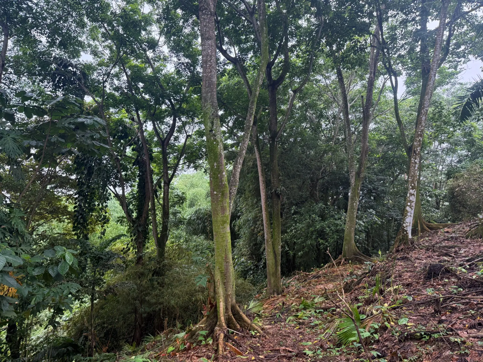 BEACHFRONT INVESTMENT OPPORTUNITY IN MATAMA , LIMON , COSTA RICA. - image 6