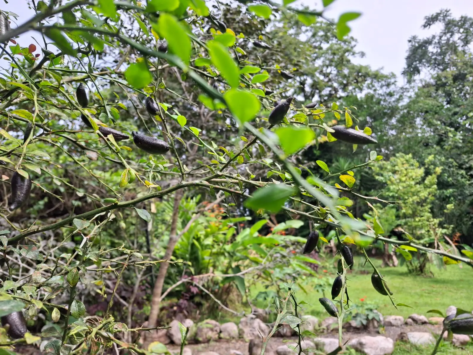 Bijagual Eco-Lodge Retreat: Sustainable Living with Guest Houses, River Access & Lush Gardens - image 2