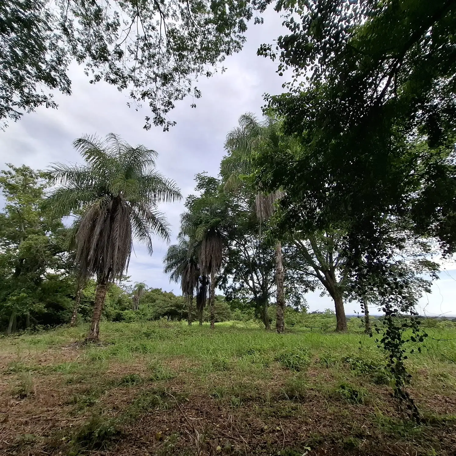 Garabito Land: 4-Acre Lot in Eco Desarrollo Community - image 6