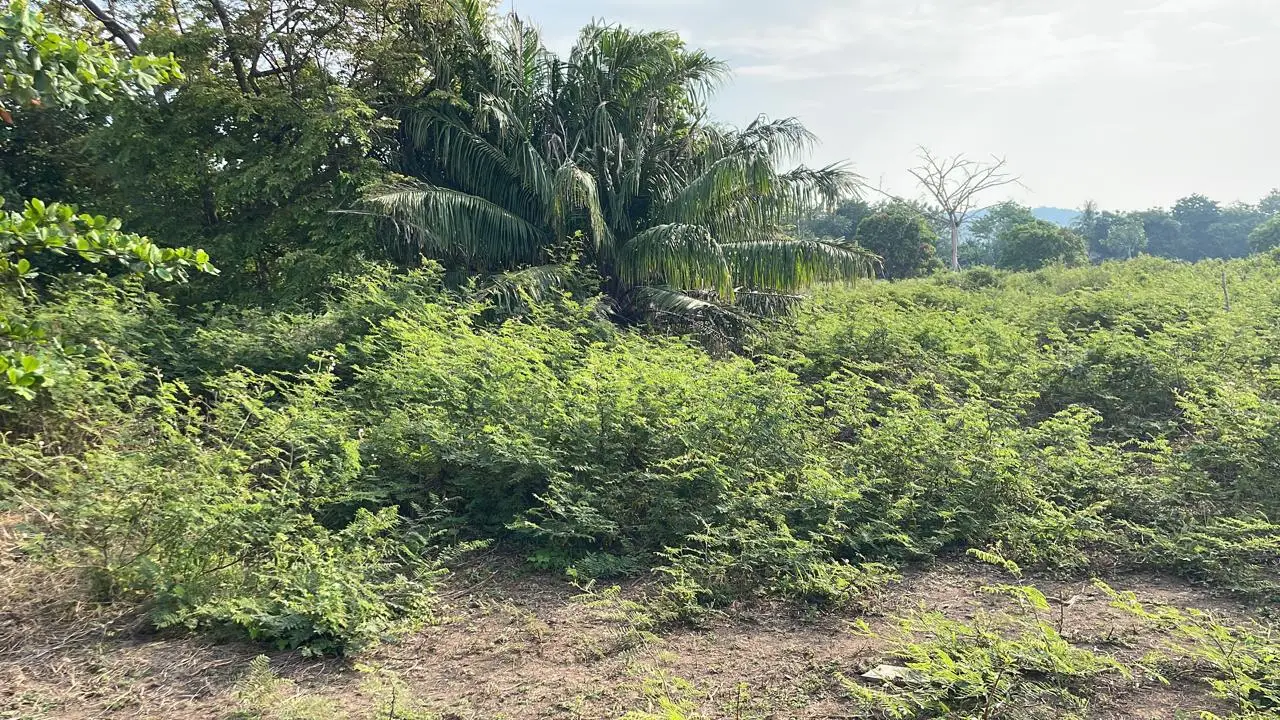 Stunning Ocean View Property in Playa Hermosa de Jaco - image 8