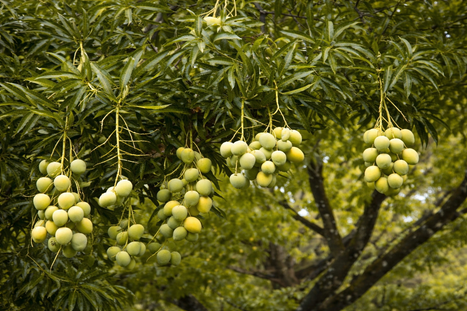 Sale / Very Nice Lot, El Mastate, Orotina, Alajuela - image 9