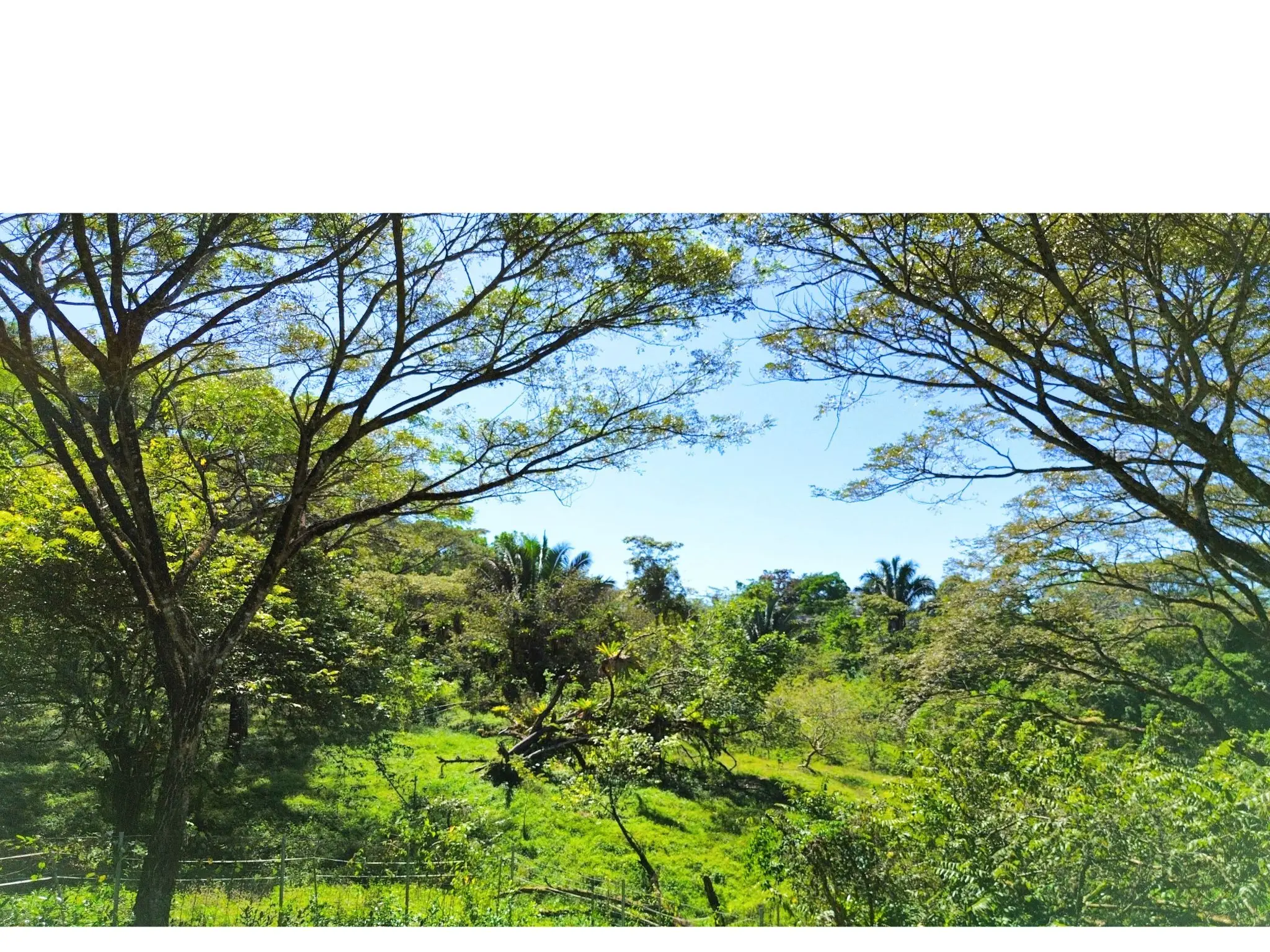 Serene 5000 m2 Lot-Lush Nature and Development Potenital- 10 Minutes from Santa Teresa - image 8