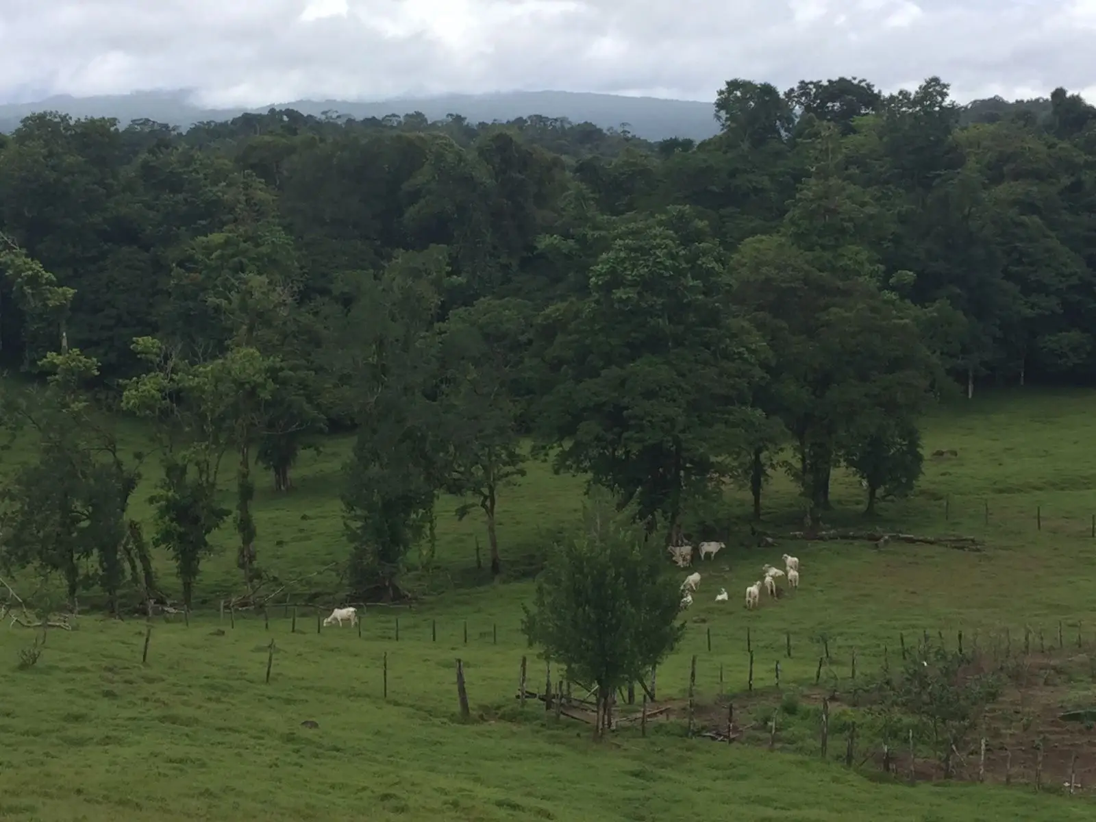 Majestic 83-Hectare Ranch & Agricultural Land in Sarapiquí, Costa Rica | Develop Your Dream - image 6
