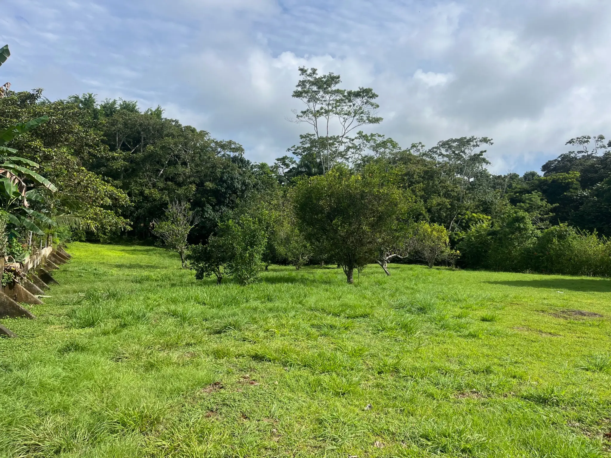 Spacious 2,600 m2 Lot with Fruit Trees near Santa Teresa - Ready to Build  - image 4