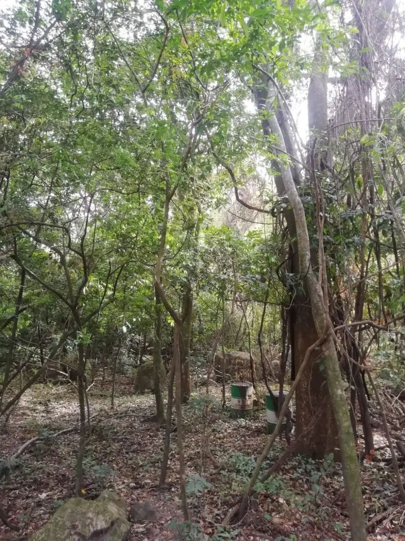 Beautiful lot in Santa Ana for a Developer - image 2