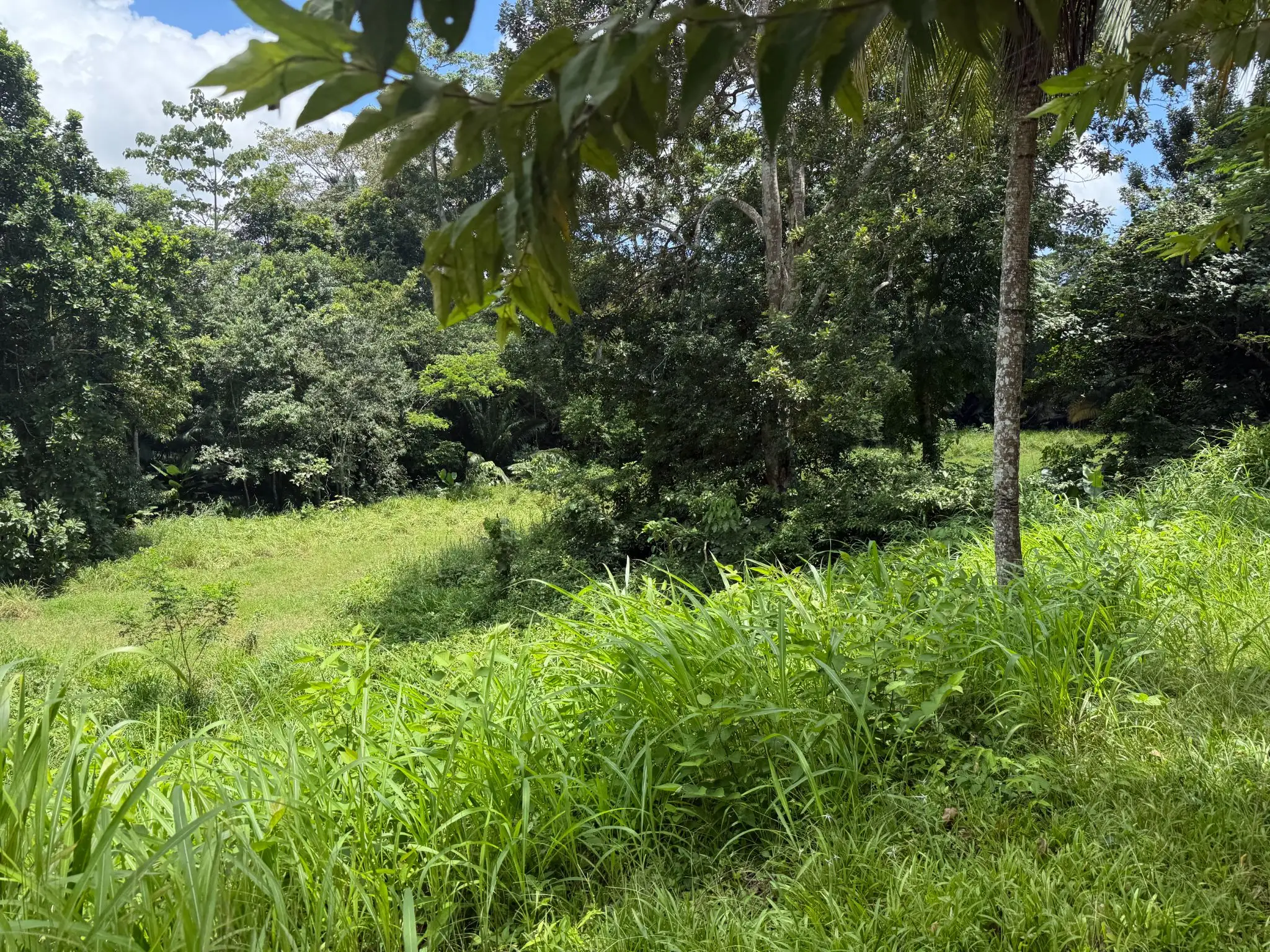 Playa Agujas Premier Ocean-View Development Parcel: 5.1 Hectares in Costa Rica's Garabito Coast - image 2