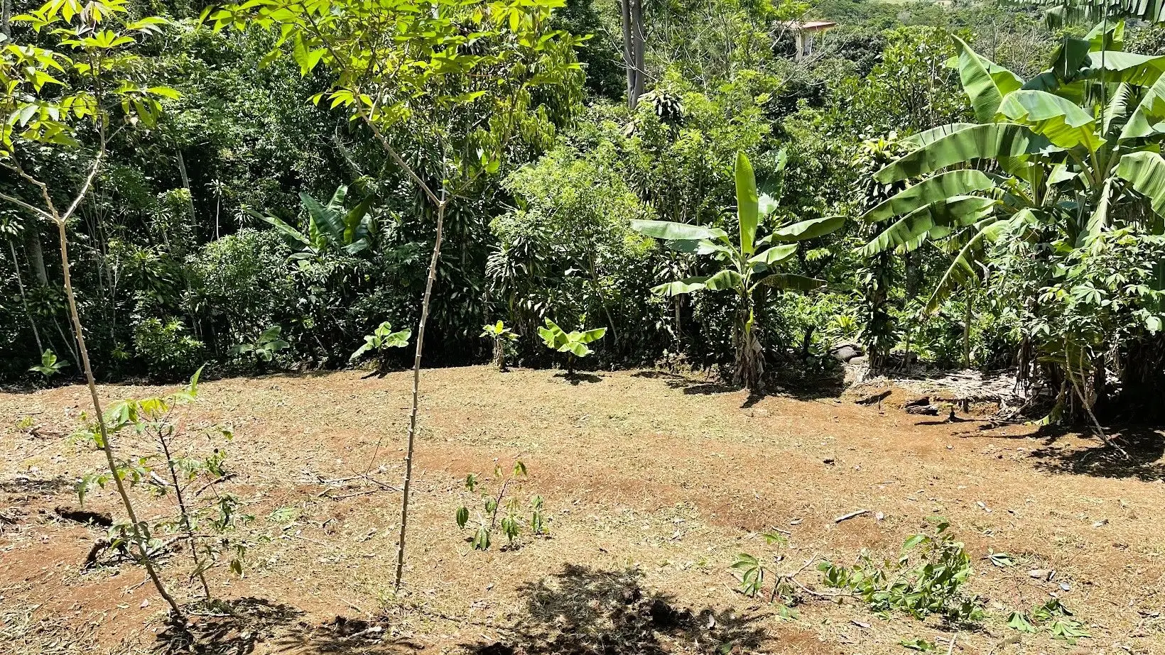 LOT FOR SALE IN ZARAGOZA, PALMARES  - image 9