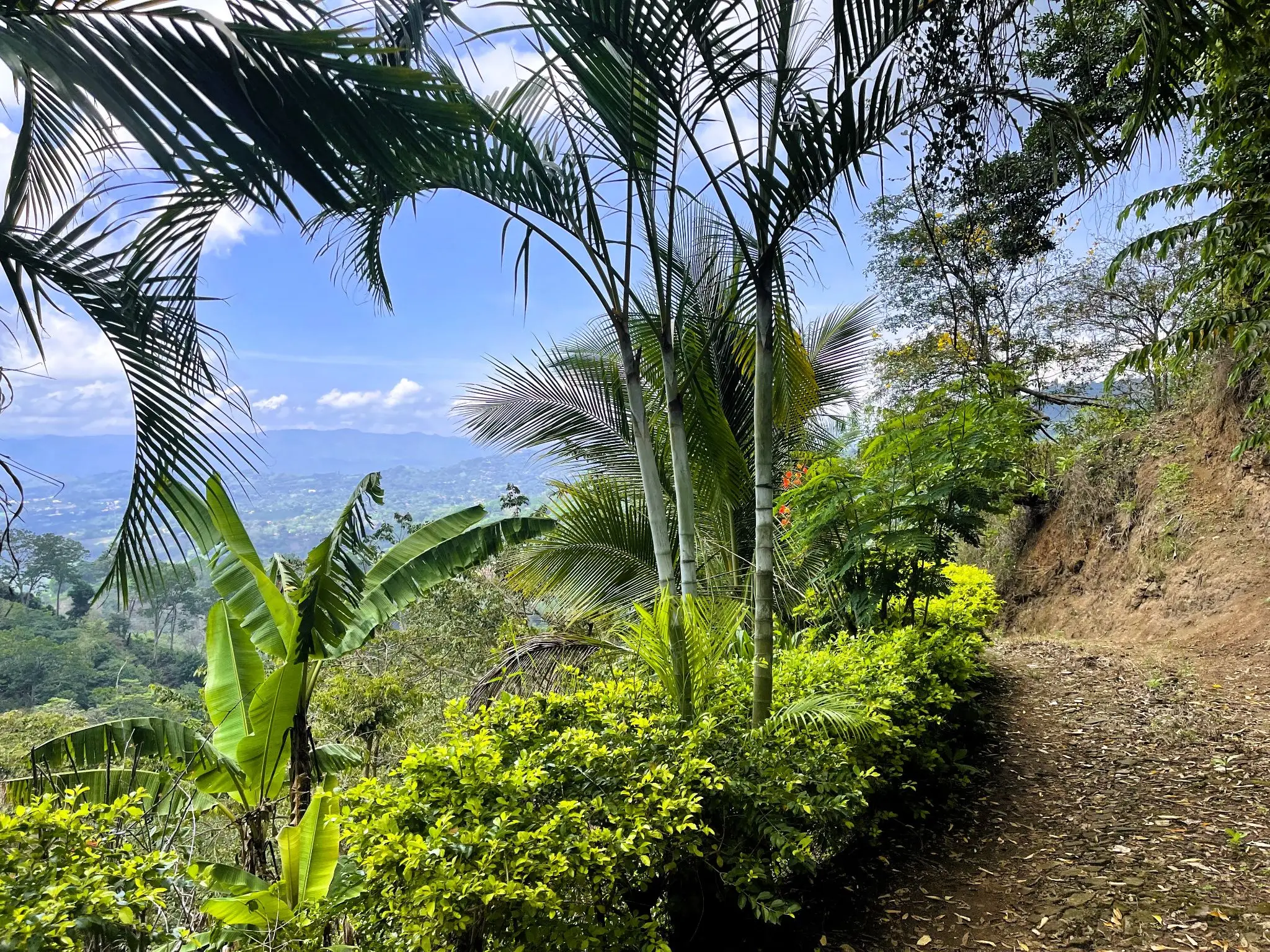 LAND FOR SALE IN ATENAS, ALAJUELA  - image 3